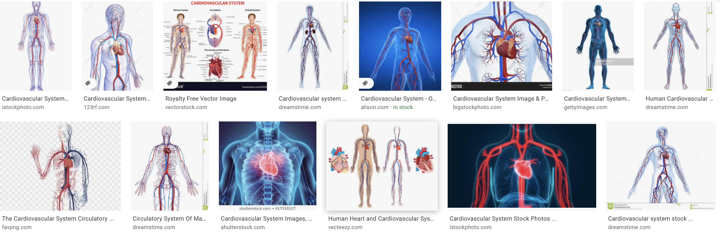 Cardiovascular system google image search result